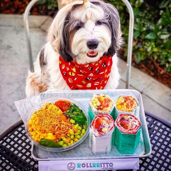 A fluffy dog in a sushi bandana sits at a table with a Rollrritto poke bowl and four poke burritos.